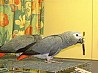 Африканские серые попугаи (самец и самка) Попугай хорошо ладит с детьми, проверен ветеринаром, зарегистрирован AKC, приучен к горшку, а также...