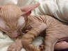 Готовы к резервации котята "Донского сфинкса" девочка мраморная 4,5 месяца, мальчик рыжий, лапки и голова в полоску все тело в горошек. 2�