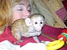 Доступна обезьяна-капуцин У нас есть обезьяны-капуцины, которые ищут новую заботливую семью. Наши обезьяны растут у нас дома и очень хорошо ...