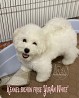 Официальный монопородный питомник бишон фризе "YurAn White" предлагает высокопородного щенка Бишон фризе, рожденного от известных...