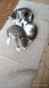 Trīs mazi kaķēni meklē jaunas majas
