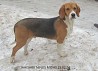 Estonian hound (bred from beagle) from Estonia, 20 km from the city of Tartu. They are vaccinated and can get an export pedigree if necessary....