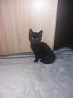 Mazs jauks melns kaķa bērns meklē mājas