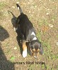 Estonian Hound male puppies born on 11.07 in Estonia, 20 km from Tartu. With breed certification and upon request, you will receive an export...