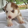 Красивый светло-рыжий щенок хаски с голубыми глазами В наличии щенок сибирского хаски, мальчик и девочка. Текущие прививки, ветеринарный ...