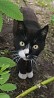 Ласковый, молодой (1.5 года) кот Феликс ищет дом! Приучен к лотку, кастрирован. Дружелюбный, неконфликтный, но лучше его, все же, в семью без...