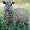 Piedāvājam pārdošanai aitas no ekoloģiskās saimniecības, BIO sertifikāts pievienots. Предлагаем к продаже овец с экологического хозяйства, БИО...