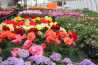 Ziedu/stādu siltumnīcās Nīderlandē nepieciešamas/i darbinieces/ki. Alga no 9.94 EUR/st (no 1700 EUR/mēn). Darbs pie dažādu ziedu kopšanas,...