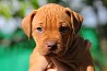 Продаже есть щенки от высокопородной пары rednose APBT: Мама - Yarda Kimiko Strong Fire Pitbull, юный Чемпион Украины, юный чемпион Молдовы,...