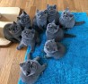 Очаровательные британские короткошерстные котята котята — красивая британская короткошерстная кошка. Котята кастрированы и чипированы. Котёнку...