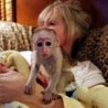 Самые милые обезьяны-капуцины доступны по очень хорошей цене Симпатичные обезьяны-капуцины. они хорошо обучены, приучены к горшку, в настоящее...