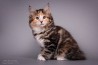 Питомник курильских бобтейлов "Niniko Star" предлагает котят. Дата рождения 28.07.2019. Будут готовы к переезду в ноябре, привиты по возраст