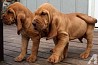 BLOODSUUND KUCĒNI KC reg Bloodhounds metiens 11 skaisti asinssuņi, interesentiem lūgums sazināties. Abi ir ģimenes mājdzīvnieki un mani ...