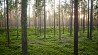 SIA "Meža Resursu Serviss" piedāvā: veikt pilnu cirsmas izstrādes ciklu - zāģēšanu, izvešanu un kokmateriālu realizāciju; novākt apaugušas .