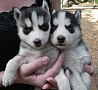 Доступны щенки хаски У меня в наличии два красивых щенка сибирской хаски, мальчик и девочка. Им 14 недель. В курсе прививок и ...