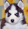 Сибирский хаски на усыновление Щенки сибирского хаски AKC в любящие, опытные дома для домашних животных будут готовы в последнюю неделю марта! ...